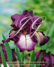 botanic stock photo Iris Attention Please
