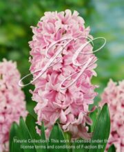 botanic stock photo Hyacinthus Pink Surprise