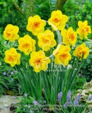 botanic stock photo Narcissus Monza