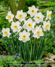 botanic stock photo Narcissus Sidley