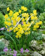 botanic stock photo Narcissus Baby Boomer