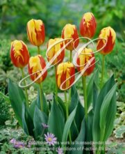 botanic stock photo Tulipa Holland Queen