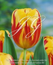 botanic stock photo Tulipa Holland Queen