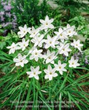 botanic stock photo Ipheion White Star