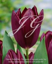 botanic stock photo Tulipa Havran