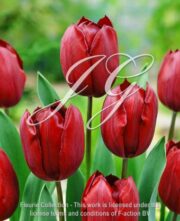botanic stock photo Tulipa Bruin 5