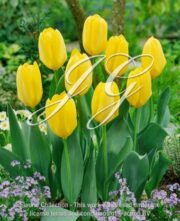 botanic stock photo Tulipa Yellow Purissima