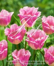 botanic stock photo Tulipa Izumi