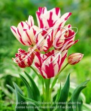 botanic stock photo Tulipa Flaming Club