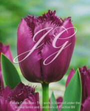 botanic stock photo Tulipa Curly Sue