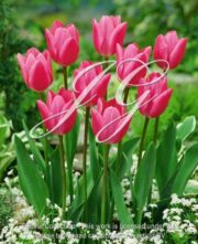 botanic stock photo Tulipa Fusarino
