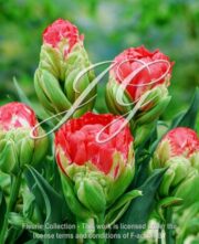 botanic stock photo Tulipa RSD 20