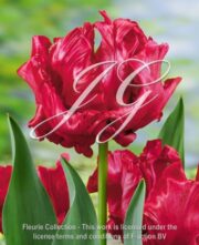 botanic stock photo Tulipa Red Cap
