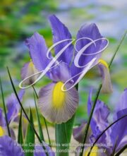botanic stock photo Iris Mystic Beauty