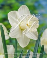 botanic stock photo Narcissus Oregon Snow