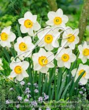 botanic stock photo Narcissus Flower Record