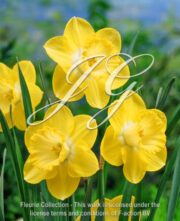 botanic stock photo Narcissus Cairngorm