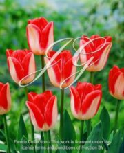 botanic stock photo Tulipa Lipgloss