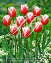 botanic stock photo Tulipa Tulipa Shireen