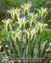 botanic stock photo Tulipa Deirdre