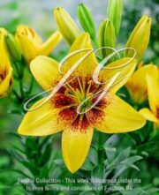botanic stock photo Lilium Yellow Maroon
