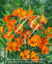 botanic stock photo Alstroemeria Orange King