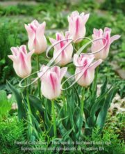 botanic stock photo Tulipa Holland Chic