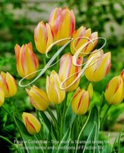 botanic stock photo Tulipa Antoinette