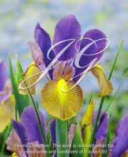 botanic stock photo Iris Gipsy Beauty