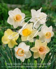 botanic stock photo Narcissus Pastel Mixed