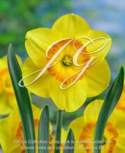 botanic stock photo Narcissus Delibes