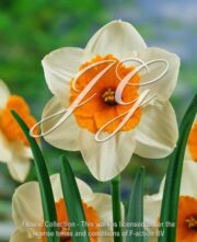 botanic stock photo Narcissus Johann Strauss