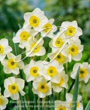 botanic stock photo Narcissus Bright Eyes