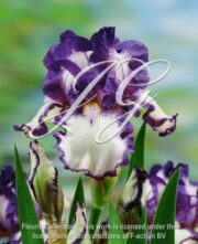 botanic stock photo Iris Stiched Beauty