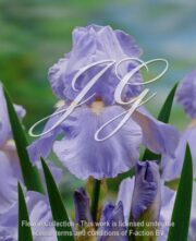 botanic stock photo Iris Blue Sapphire