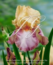 botanic stock photo Iris Peach Picotee