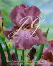 botanic stock photo Iris Windsor Castle