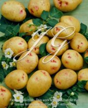 botanic stock photo Potato Quarta