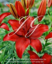 botanic stock photo Lilium Red