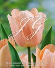 botanic stock photo Tulipa Apricot Beauty