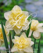 botanic stock photo Narcissus White Favourite