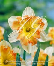 botanic stock photo Narcissus Taurus