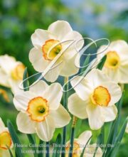 botanic stock photo Narcissus Montclair