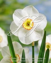botanic stock photo Narcissus Dreamlight