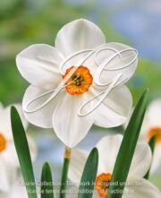 botanic stock photo Narcissus Firetail