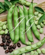botanic stock photo Broad Bean Early Violet Seeds