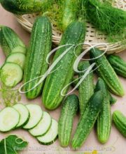 botanic stock photo cucumber Delicatess