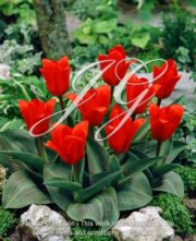 botanic stock photo Tulipa Showwinner
