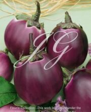 botanic stock photo Eggplant F1 Birga