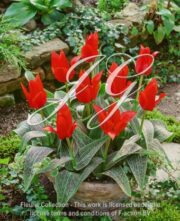botanic stock photo Tulipa Ali Baba
